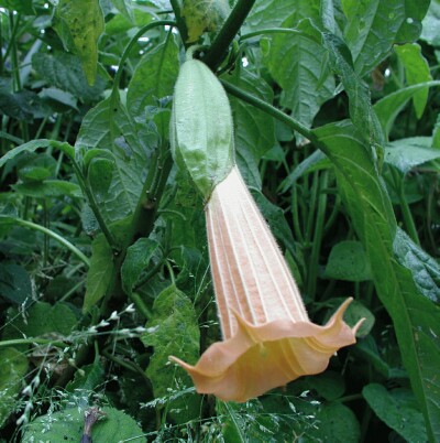 Brugmansia spp.